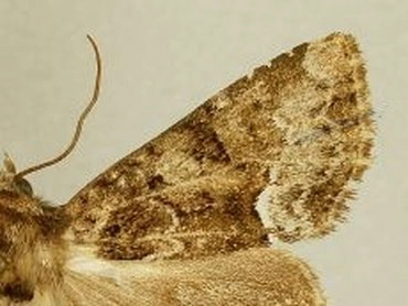 donker halmuiltje, Oligia latruncula, museum.jpg